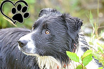 Accueil de vos animaux au Camping Le Bel Eté dans les Cévennes